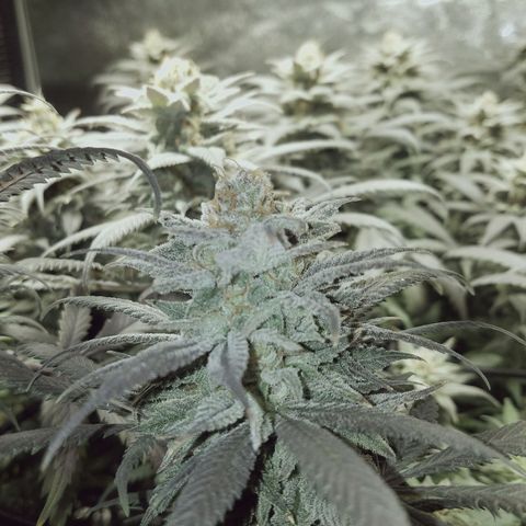 Blue Dream 1 growlog timeline photo