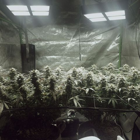 Blue Dream 1 growlog timeline photo