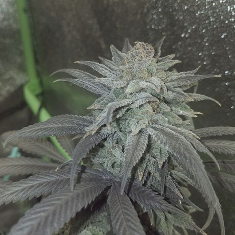 Blue Dream 1 growlog timeline photo