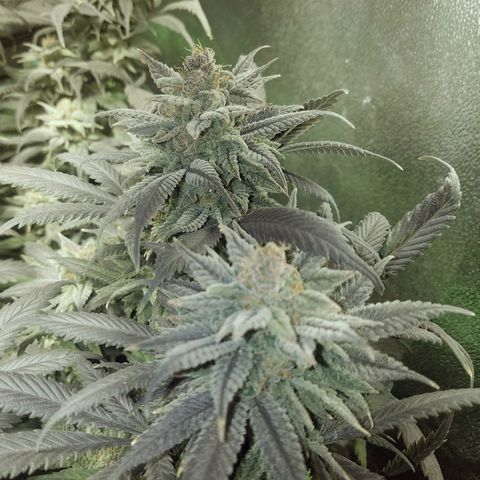 Blue Dream 1 growlog timeline photo