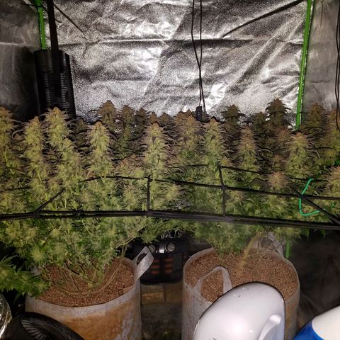 Blue Dream 1 growlog timeline photo