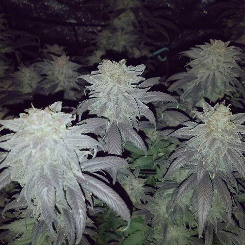 Blue Dream 1 growlog timeline photo