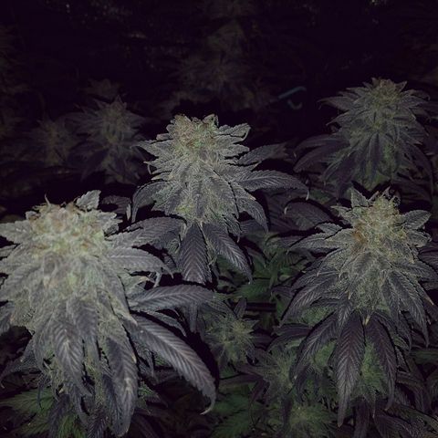 Blue Dream 1 growlog timeline photo