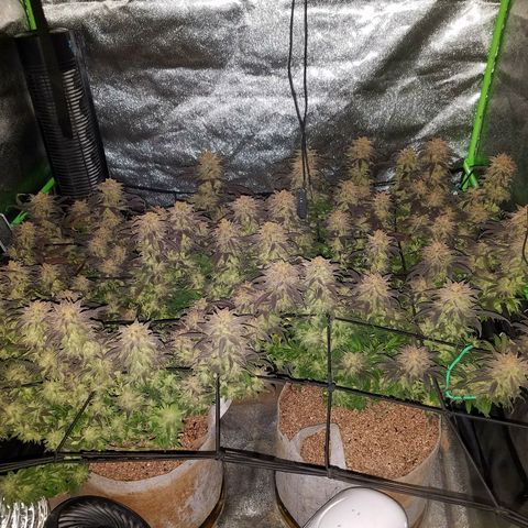 Blue Dream 1 growlog timeline photo