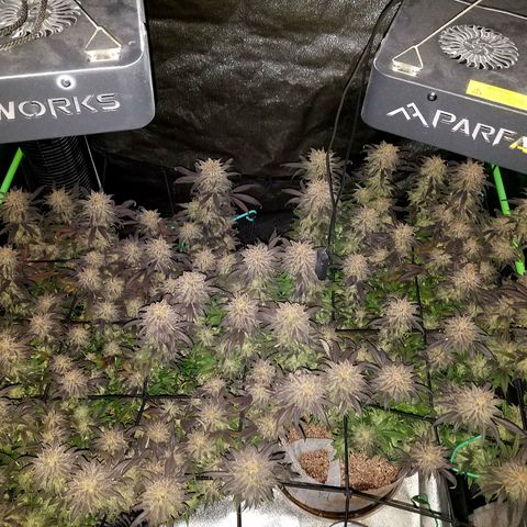 Blue Dream 1 growlog timeline photo