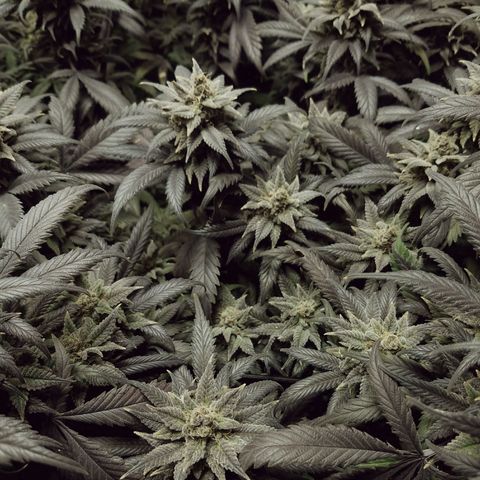 Blue Dream 1 growlog timeline photo