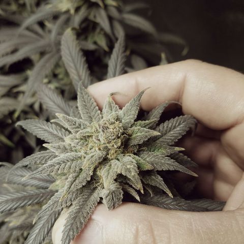 Blue Dream 1 growlog timeline photo