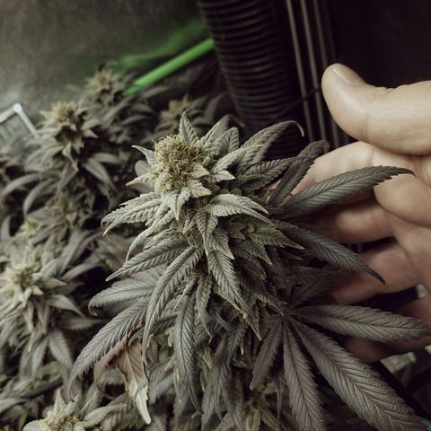 Blue Dream 1 growlog timeline photo