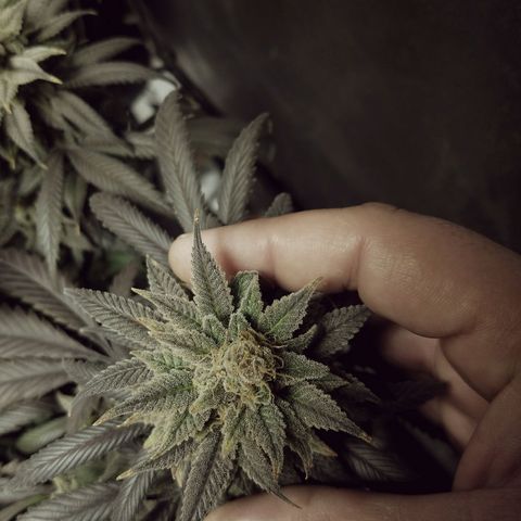 Blue Dream 1 growlog timeline photo