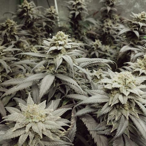 Blue Dream 1 growlog timeline photo