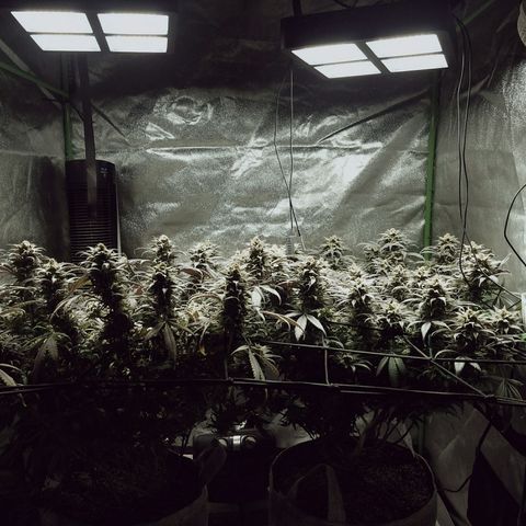 Blue Dream 1 growlog timeline photo