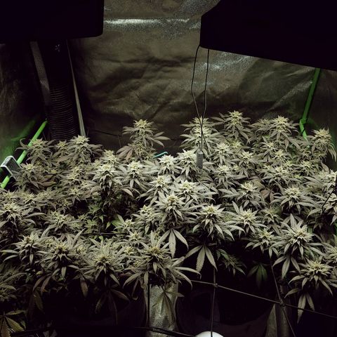 Blue Dream 1 growlog timeline photo