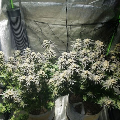 Blue Dream 1 growlog timeline photo