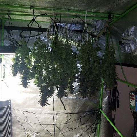 Blue Dream 1 growlog timeline photo