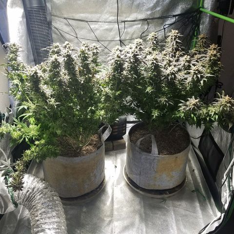 Blue Dream 1 growlog timeline photo