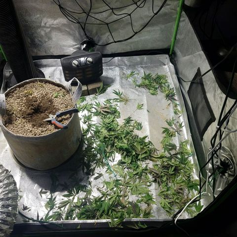Blue Dream 1 growlog timeline photo