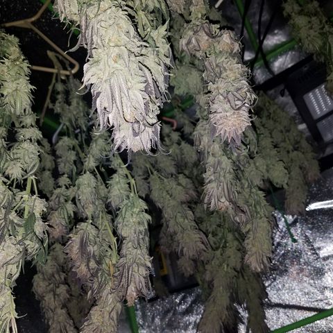 Blue Dream 1 growlog timeline photo