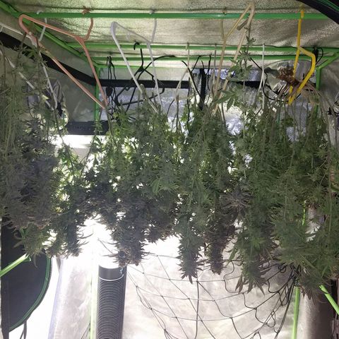 Blue Dream 1 growlog timeline photo