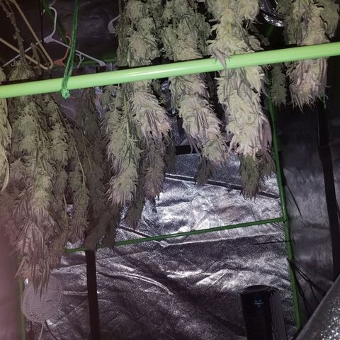 Blue Dream 1 growlog timeline photo