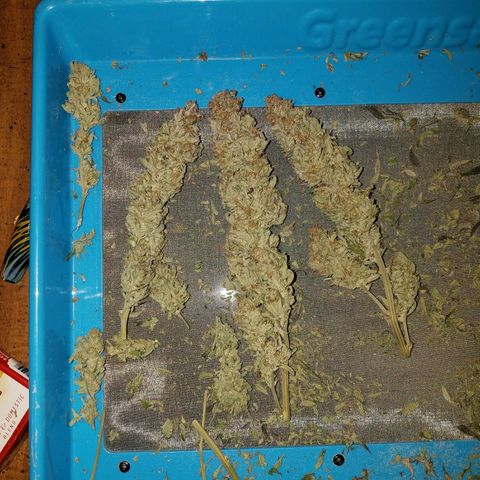 Blue Dream 1 growlog timeline photo