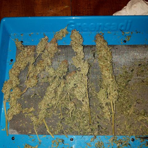 Blue Dream 1 growlog timeline photo