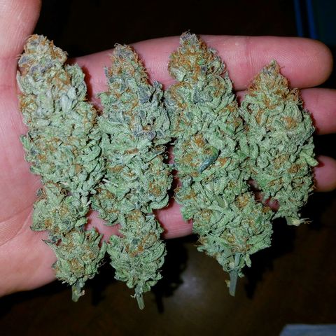 Blue Dream 1 growlog timeline photo