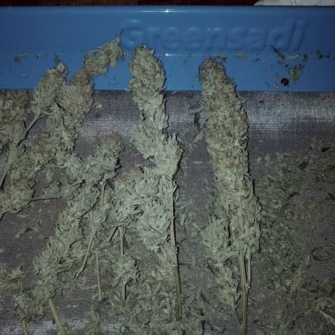 Blue Dream 1 growlog timeline photo