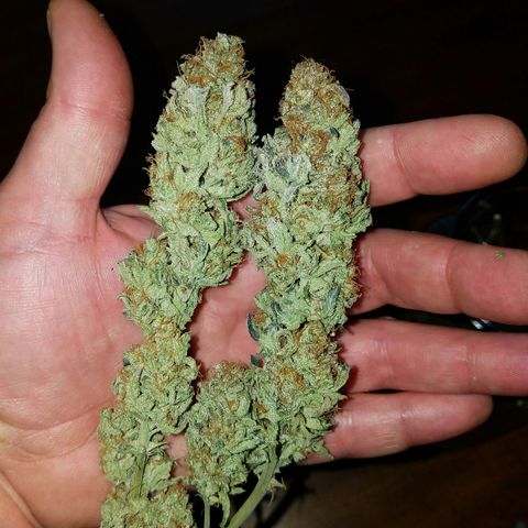 Blue Dream 1 growlog timeline photo