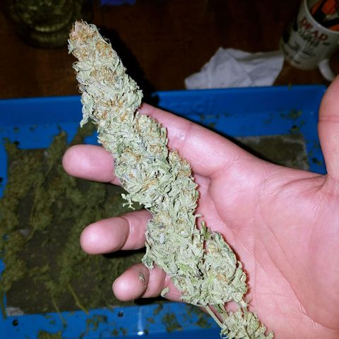 Blue Dream 1 growlog timeline photo