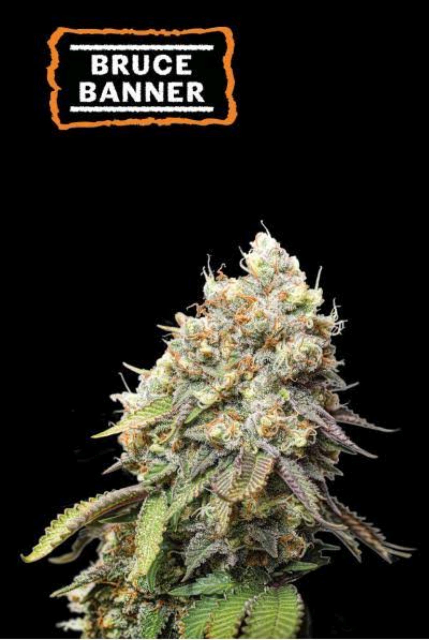 Bruce banner growlog header