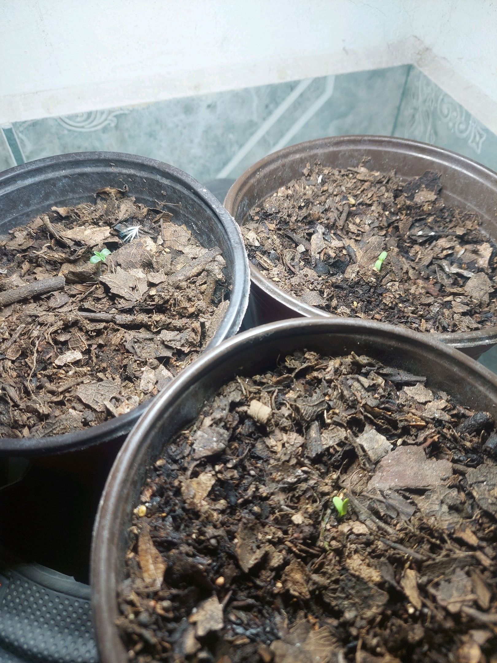 Bruce banner growlog photo 1