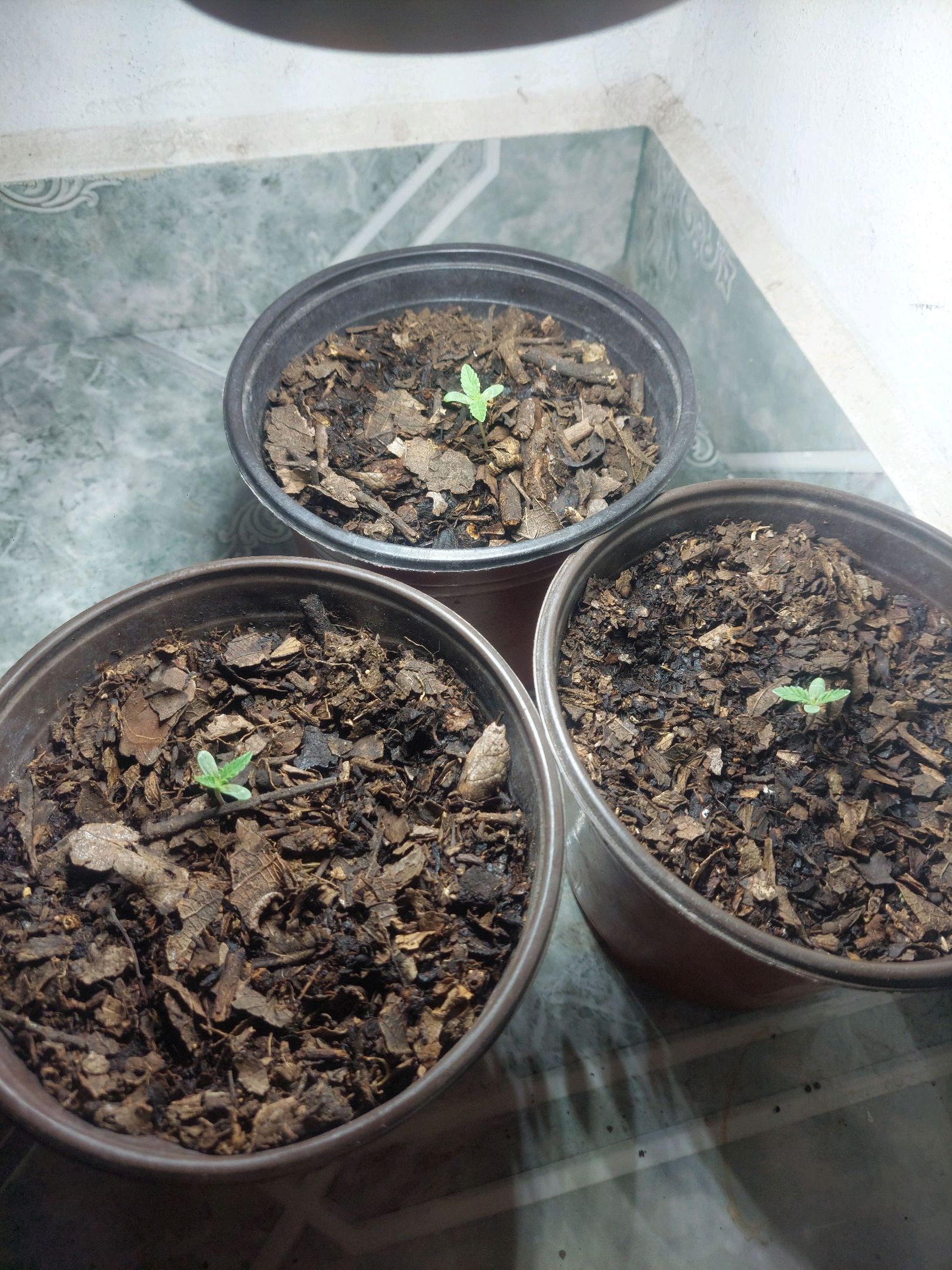 Bruce banner growlog photo 3