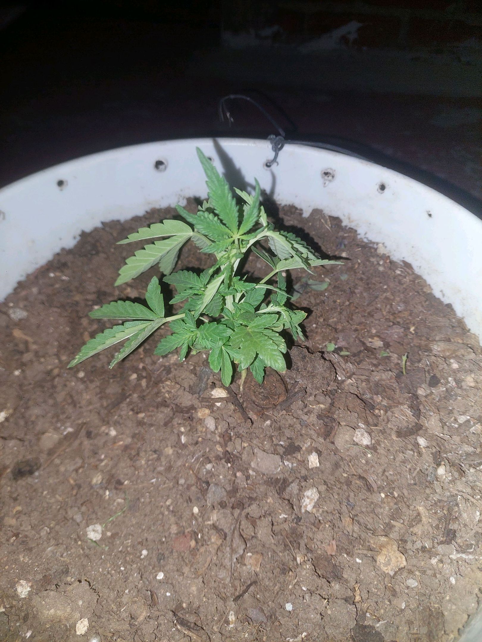 Bruce banner growlog photo 6