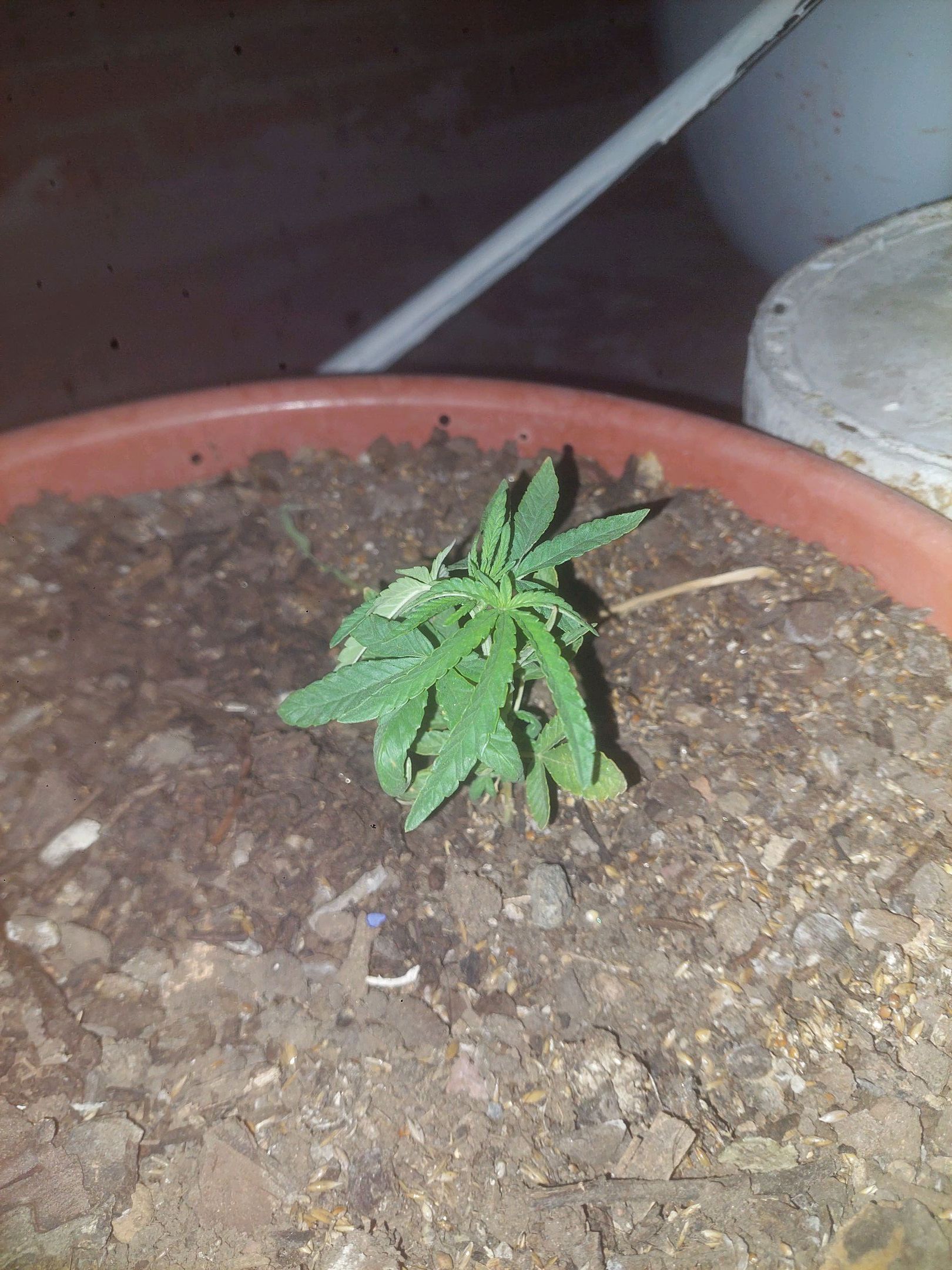 Bruce banner growlog photo 5