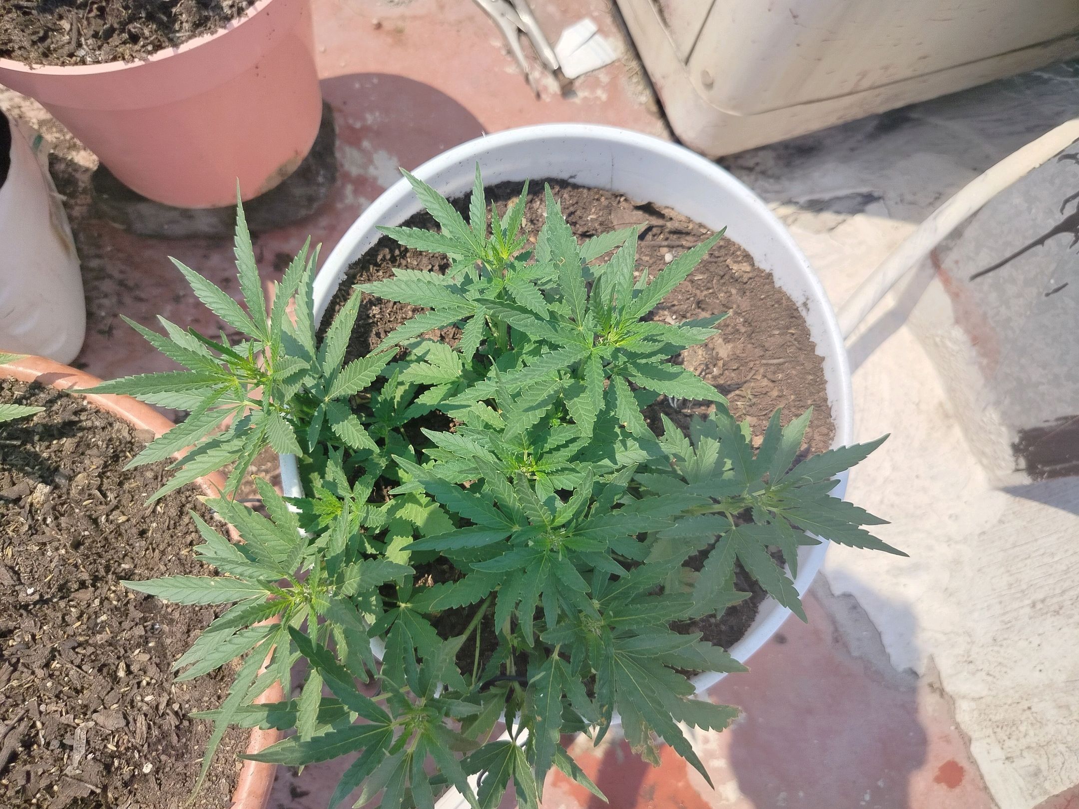 Bruce banner growlog photo 7