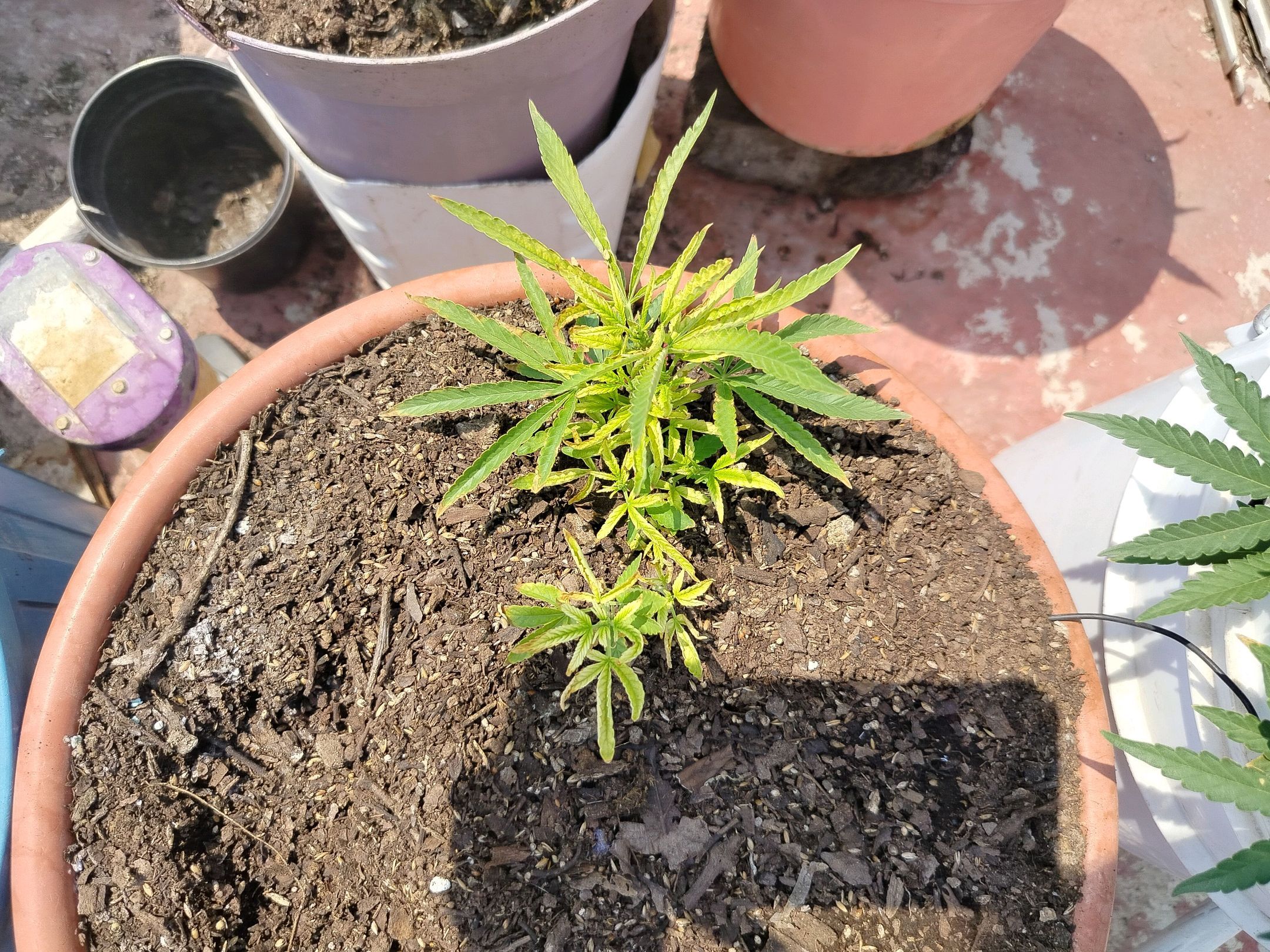 Bruce banner growlog photo 8