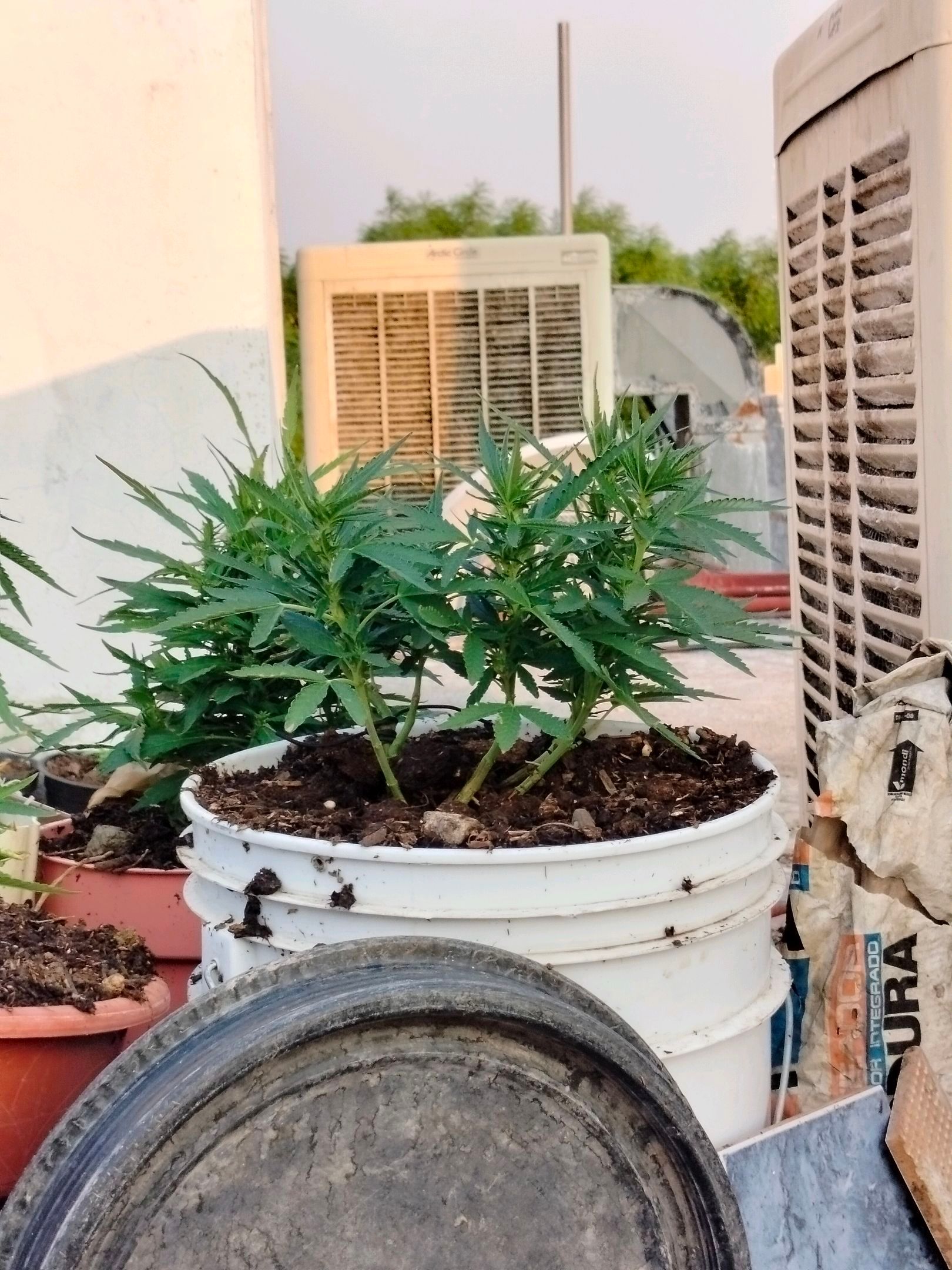 Bruce banner growlog photo 10