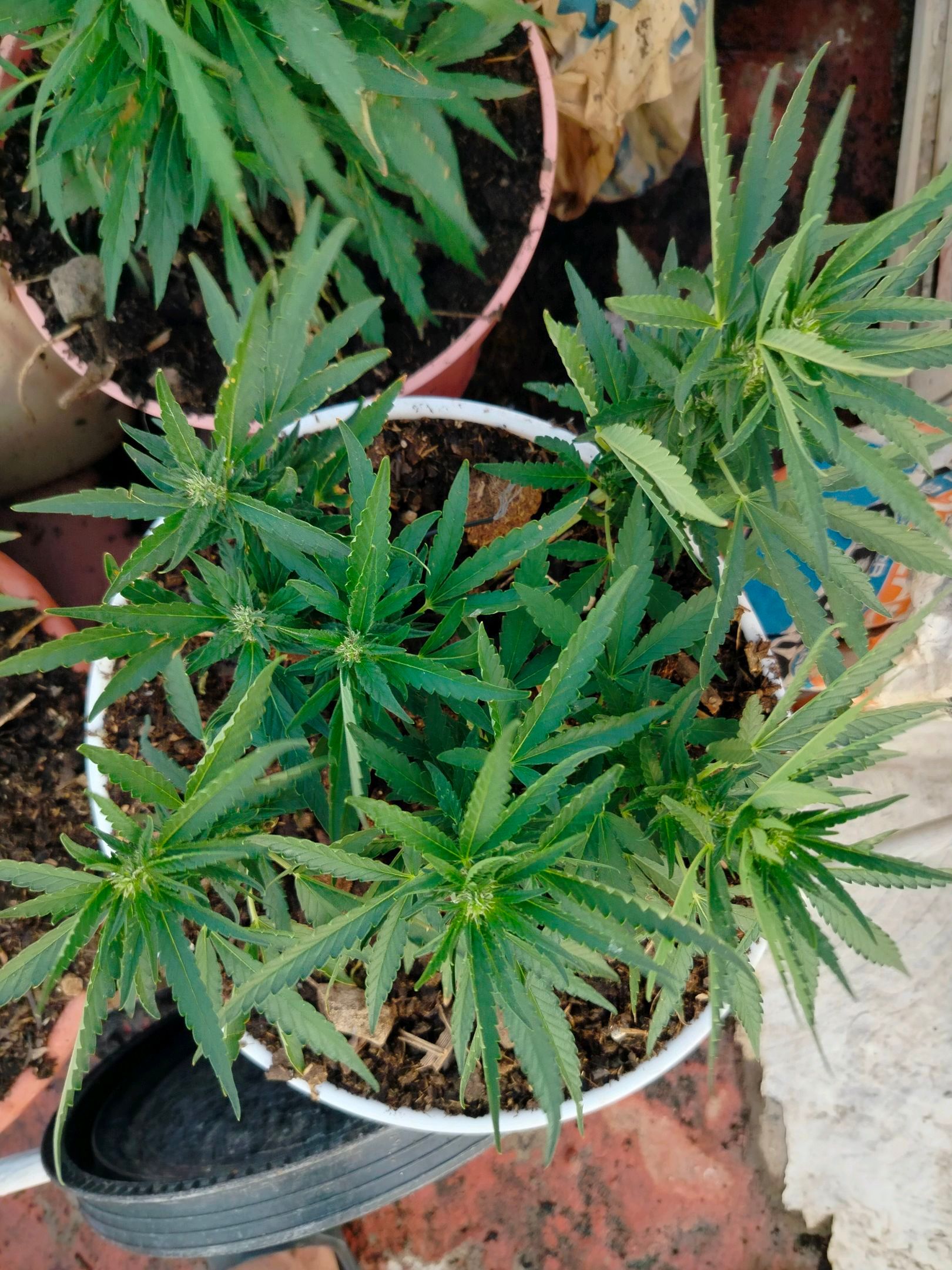 Bruce banner growlog photo 9