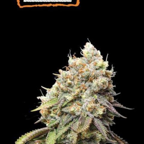Bruce banner growlog in Exterior