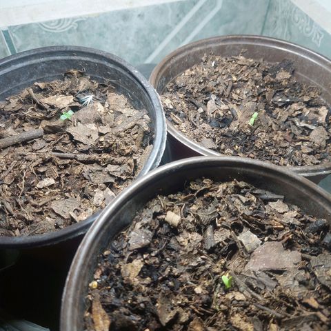 Bruce banner growlog photo