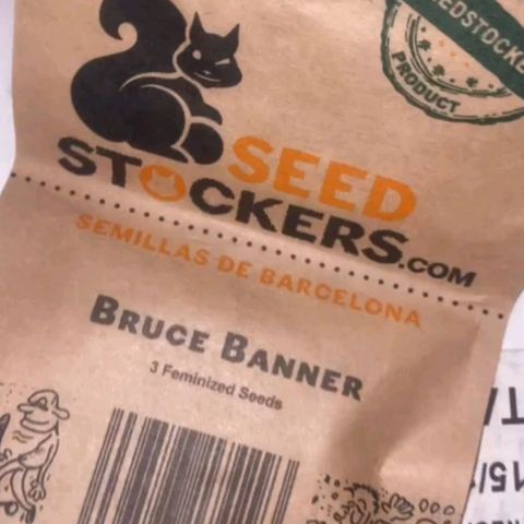 Bruce banner growlog photo