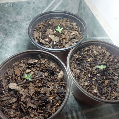 Bruce banner growlog photo