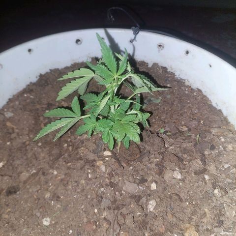 Bruce banner growlog timeline photo