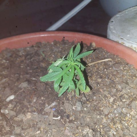 Bruce banner growlog photo