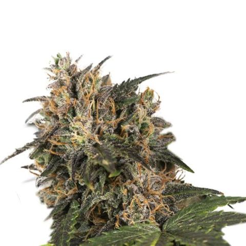 Blackberry Gum growlog photo