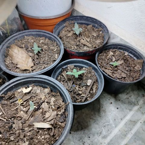 Blackberry Gum growlog photo