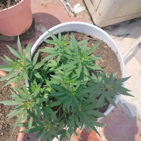 Bruce banner growlog timeline photo