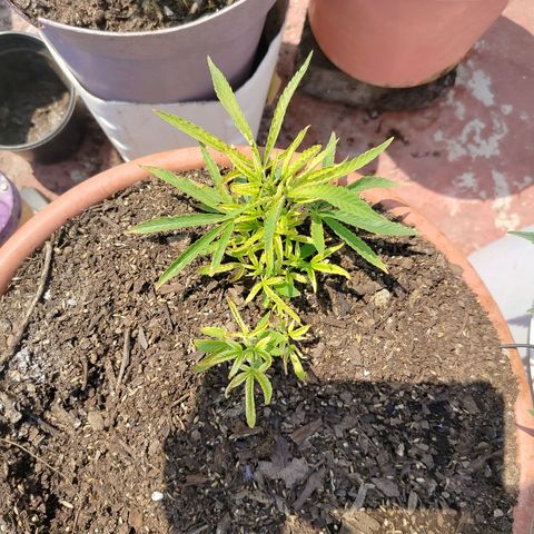 Bruce banner growlog timeline photo