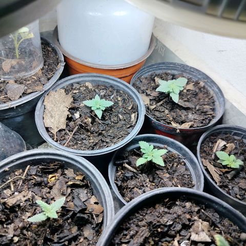 Blackberry Gum growlog photo