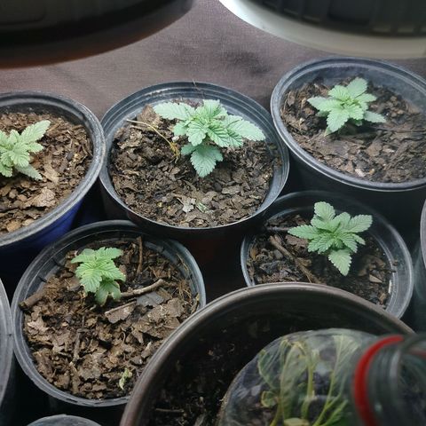 Blackberry Gum growlog photo
